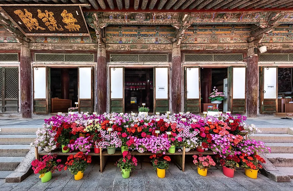 Many colorful flowerpots in front of Bulguksa temple in Gyeongju South Korea