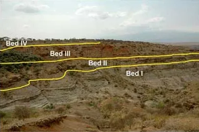 Section of Olduvai Gorge with the position of the main sedimentary beds - 245-1227-1-PB-D