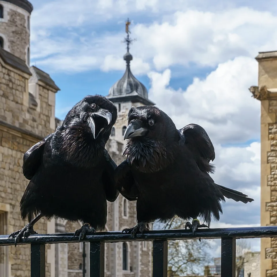 Jubilee und Munin, Raben, Tower of London 2016-04-30